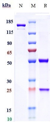 0 - Anti-RSV-F Reference Antibody (motavizumab) APR10428