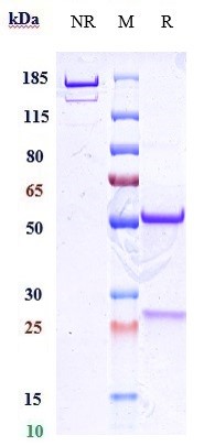0 - Anti-CD38 Reference Antibody (felzartamab) APR10429