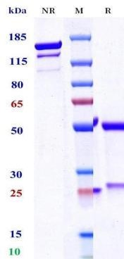 0 - Anti-IL-17c Reference Antibody (MOR106) APR10430