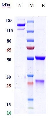 0 - Anti-SOST / Sclerostin Reference Antibody (setrusumab) APR10431