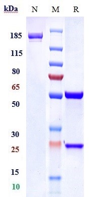 0 - Anti-TrkA / NTRK1 Reference Antibody (GBR 900) APR10433