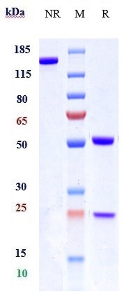 0 - Anti-IL-13Ra1 / CD213a1 Reference Antibody (MK-6105) APR10437