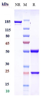 0 - Anti-NGF / bNGF Reference Antibody (MEDI-578) APR10438
