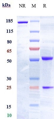 0 - Anti-EphA2 Reference Antibody (MEDI-547) APR10440