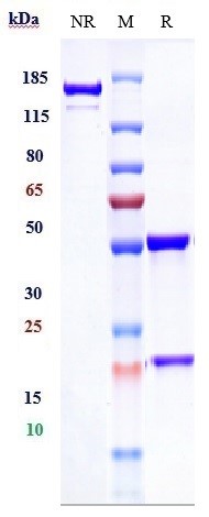 0 - Anti-DCBLD2 / ESDN Reference Antibody (FA19-1) APR10442