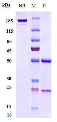 0 - Anti-B7-H1 / PD-L1 / CD274 Reference Antibody (MDX-1105) APR10443