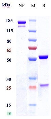 0 - Anti-Lewis Y Reference Antibody (MB 311) APR10446