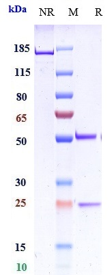 0 - Anti-LAG3 / CD223 Reference Antibody (favezelimab) APR10447
