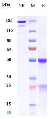0 - Anti-B7-H1 / PD-L1 / CD274 Reference Antibody (manelimab) APR10448