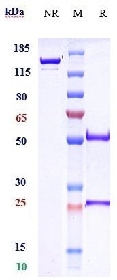 0 - Anti-Amyloid Beta Reference Antibody (crenezumab) APR10450
