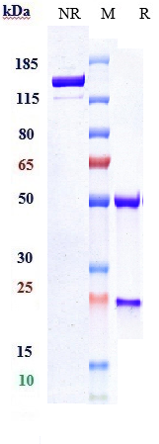 0 - Anti-ERBB1 / EGFR / HER1 Reference Antibody (depatuxizumab) APR10451