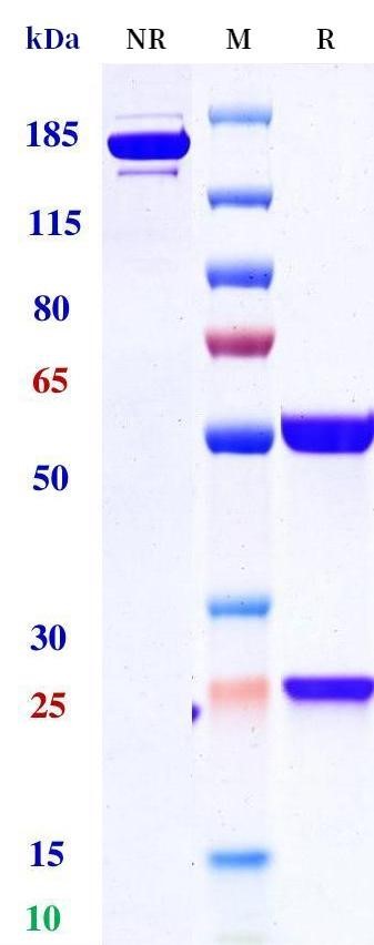 0 - Anti-IL-15 Reference Antibody (ordesekimab) APR10453