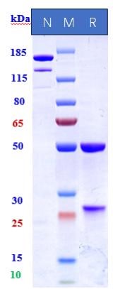 0 - Anti-Spike Reference Antibody (Bebtelovimab) APR10454