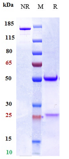 0 - Anti-IL-33 Reference Antibody (torudokimab) APR10455
