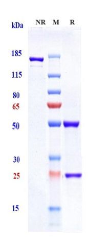 0 - Anti-Amyloid Beta Reference Antibody (solanezumab) APR10459