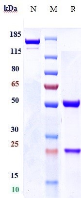 0 - Anti-FGFR3 / CD333 Reference Antibody (LY3076226) APR10460