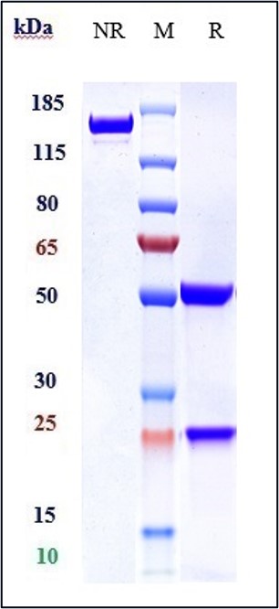 0 - Anti-SLC40A1 Reference Antibody (LY2928057) APR10462
