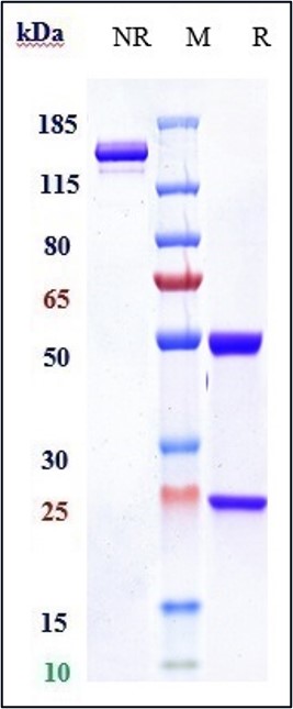 0 - Anti-TNFRSF5 / CD40 Reference Antibody (lucatumumab) APR10465