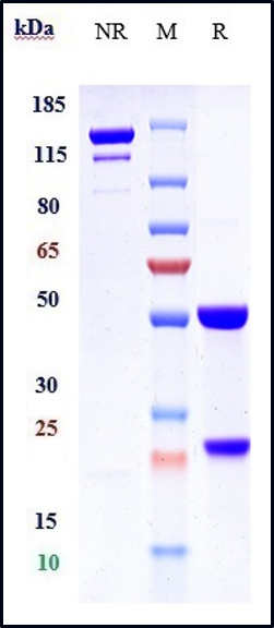 0 - Anti-IL-12 (IL-12a & IL-12b) Reference Antibody (briakinumab) APR10466