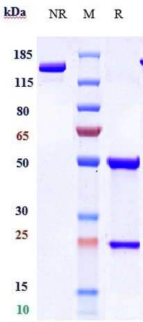 0 - Anti-IL-17Ra / CD217 Reference Antibody (brodalumab) APR10467