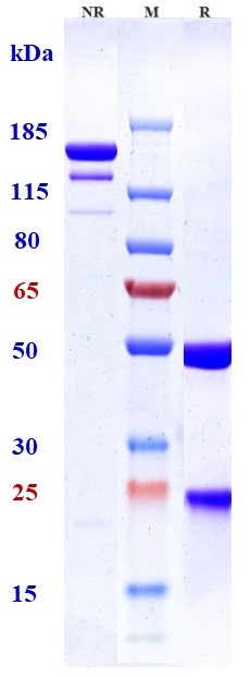 0 - Anti-Complement C5 Reference Antibody (tesidolumab) APR10472