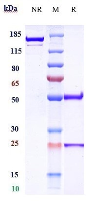 0 - Anti-CD20 / MS4A1 Reference Antibody (ublituximab) APR10473
