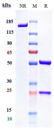 0 - Anti-CD47 Reference Antibody (letaplimab) APR10476