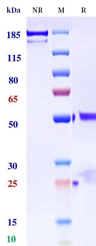 0 - Anti-B7-H1 / PD-L1 / CD274 Reference Antibody (Lesabelimab) APR10477