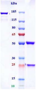 0 - Anti-Zaire Ebola virus Reference Antibody (Larcaviximab) APR10478