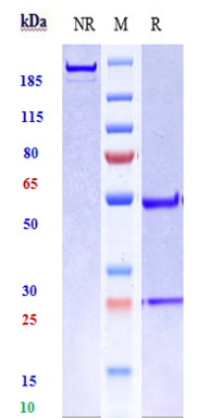 0 - Anti-Fibronectin Reference Antibody (radretumab) APR10479