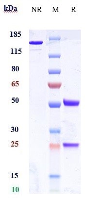 0 - Anti-ICOS / CD278 Reference Antibody (alomfilimab) APR10481