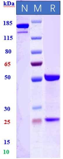 0 - Anti-c-Kit Reference Antibody (Barzolvolimab) APR10483