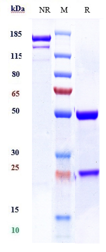 0 - Anti-TSHR Reference Antibody (K1-70) APR10488