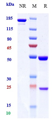 0 - Anti-PDCD1 / PD-1 / CD279 Reference Antibody (pimivalimab) APR10489