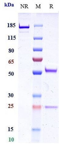 0 - Anti-PCSK9 Reference Antibody (ongericimab) APR10490