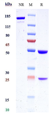 0 - Anti-KLK2 / Kallikrein 2 Reference Antibody (JNJ-69086420) APR10491