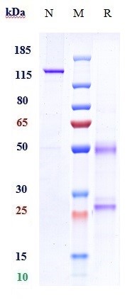 0 - Anti-NGF / bNGF Reference Antibody (fulranumab) APR10492
