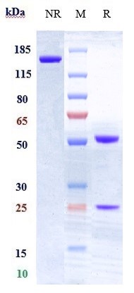 0 - Anti-CD28 Reference Antibody (FR104) APR10493