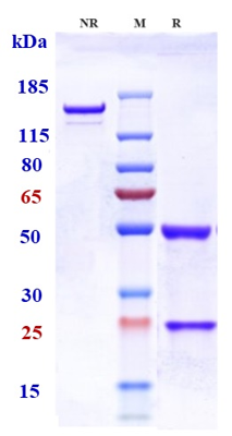 0 - Anti-TNFRSF4 / OX40 / CD134 Reference Antibody (telazorlimab) APR10495