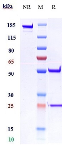 0 - Anti-IL-1RL2 / IL-36R Reference Antibody (imsidolimab) APR10497