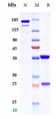 0 - Anti-F12 / Factor XII Reference Antibody (garadacimab) APR10500