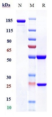 0 - Anti-TIM-3 / HAVCR2 / CD366 Reference Antibody (sabatolimab) APR10501