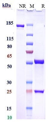 0 - Anti-RHD / CD240d Reference Antibody (roledumab) APR10502