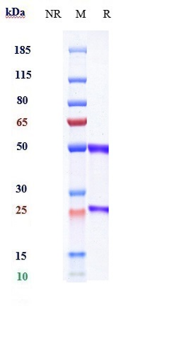 0 - Anti-VEGFR2 / KDR / CD309 Reference Antibody (olinvacimab) APR10503
