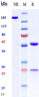 0 - Anti-CanAg Reference Antibody (Cantuzumab ravtansine) APR10505