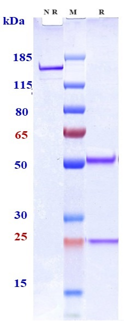 0 - Anti-Siglec-3 / CD33 Reference Antibody (IMGN779) APR10506