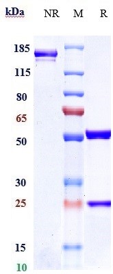 0 - Anti-Siglec-3 / CD33 Reference Antibody (vadastuximab) APR10507