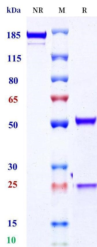 0 - Anti-VEGFR1 / FLT1 Reference Antibody (icrucumab) APR10508