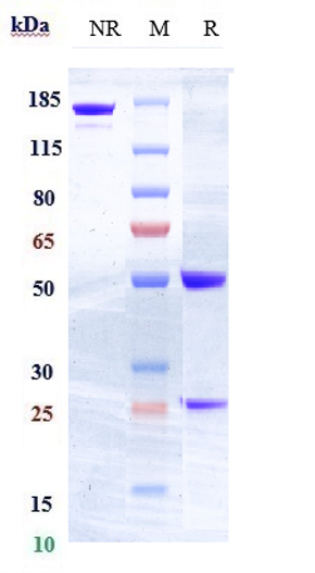 0 - Anti-FLT3 / CD135 Reference Antibody (IMC-EB10) APR10509