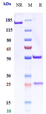 0 - Anti-IL-6Ra / CD126 Reference Antibody (levilimab) APR10513